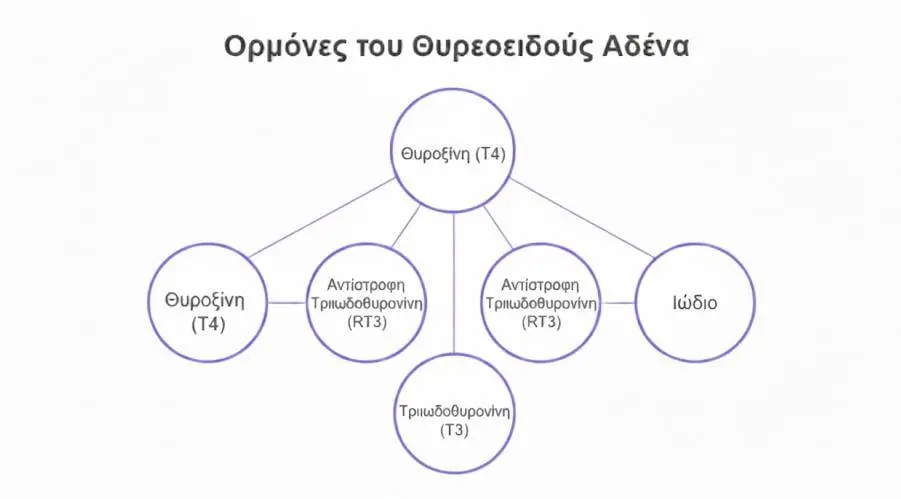 Θυρεοειδής Αδένας